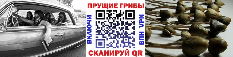 Псилоцибиновые грибы GOLDEN TEACHER  Купить  Фрязино 